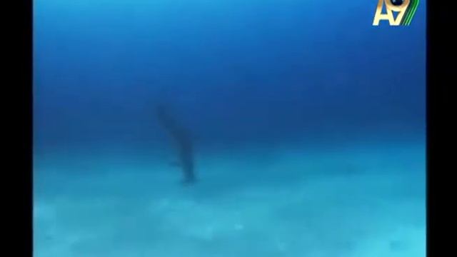 КОЖА ДЕЛЬФИНА смотреть онлайн