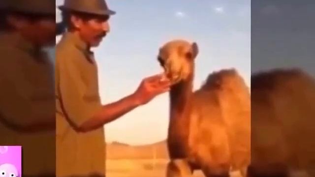 Видео Подборка Приколов с Животными 53 Кошки,Собаки Смешные Животные 2014 смотреть онлайн