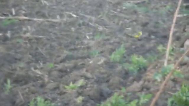 Sárgabillegető pár érkezésük után (Tiszarád határa; Yellow Wagtail) смотреть онлайн