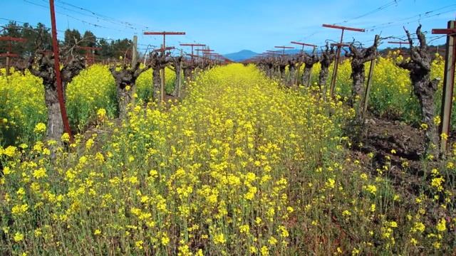 5 Fun, Free & Fascinating Sights in Sonoma County смотреть онлайн