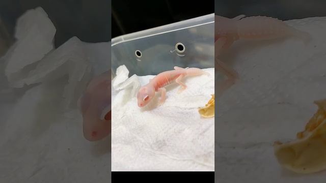 Knob-tail Gecko baby, morph Albino Patternless смотреть онлайн