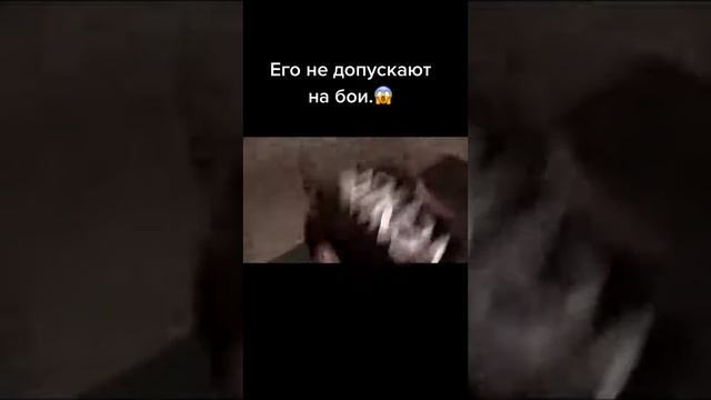 Его не допускают на бои. смотреть онлайн