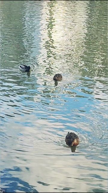 Коммунарка в ноябре 🍂🍃🍁 смотреть онлайн