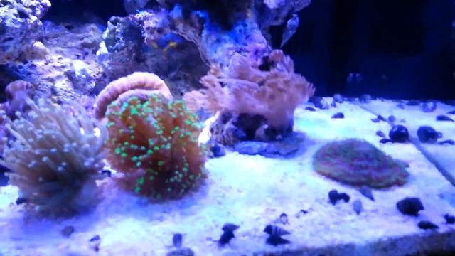Biocube Tank Mods смотреть онлайн