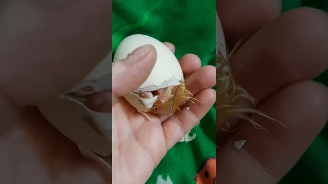 Кобб 500 Рождение цыплёнка 🐣 смотреть онлайн