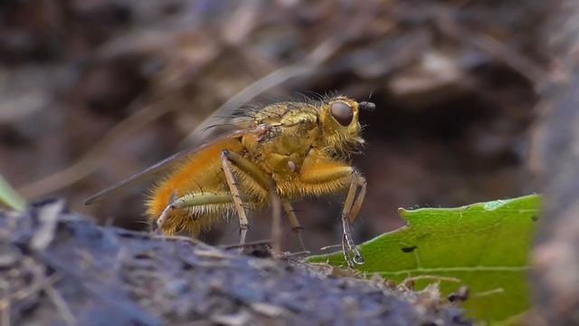 Gelbe Dungfliege (Scathophaga stercoraria) смотреть онлайн