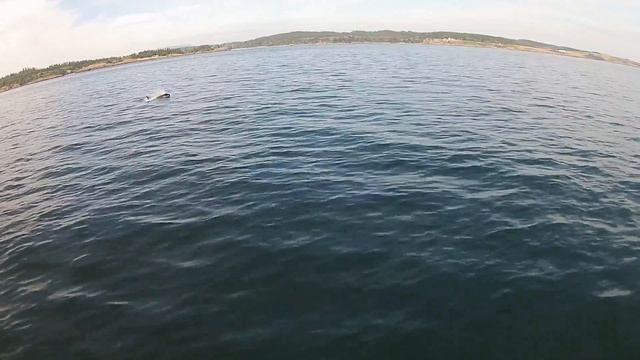 SeaKing Whale Watching Victoria Tours смотреть онлайн