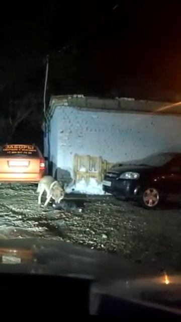 Стая волков загрызли собаку