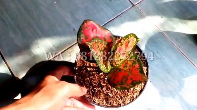 JENIS DAN HARGA AGLAONEMA ANAKAN DAN DEWASA -B2P смотреть онлайн