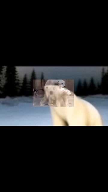 мысли медведя из 2026 года смотреть онлайн