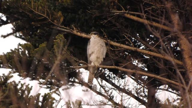 オオタカ 01　Northern Goshawk 01　(Accipiter Gentilis)