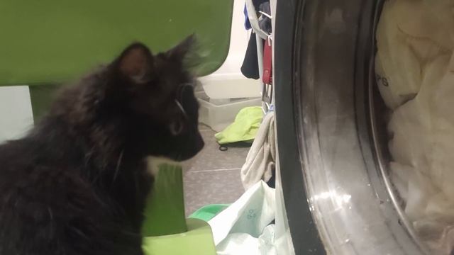 Дневник кошечки Пуси. Сончас и новый 'телевизор'