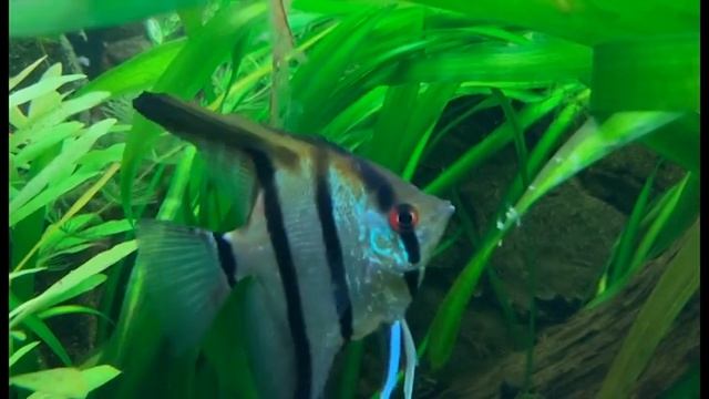 Pterophyllum scalare - Rio Nanay смотреть онлайн