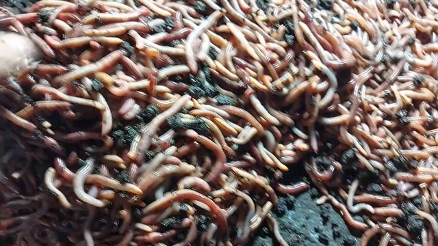 Вот и осень. 3 сентября. смотреть онлайн