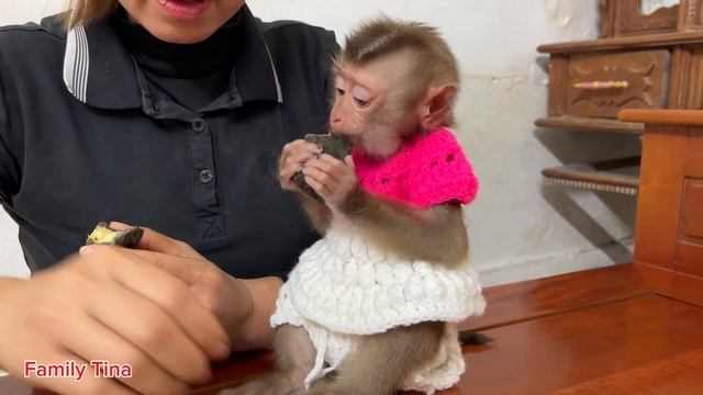 Tina the monkey obediently waits for her mother to prepare breakfast full of love смотреть онлайн