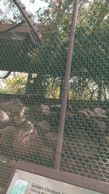 more golden cheeked gibbon madness смотреть онлайн