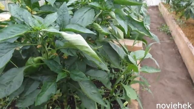 Из чего вермикомпост лучше. Дендробена в огороде . Польза вермикомпоста . смотреть онлайн