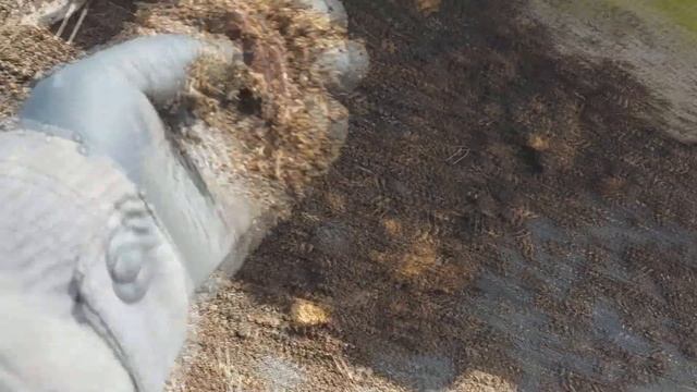 Сколько заработал на черве с дачи. смотреть онлайн