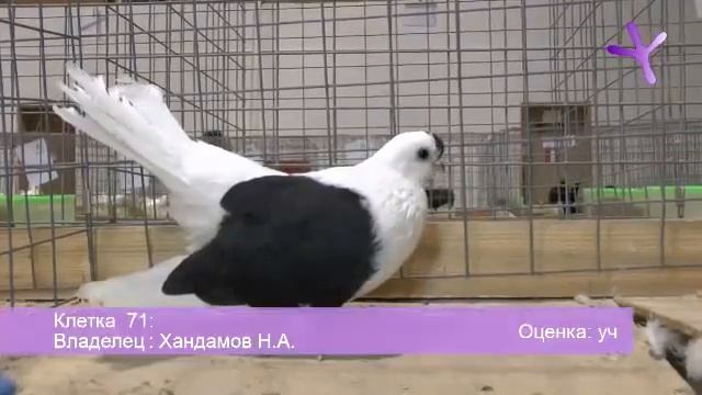 2013.01.12-13 Часть/Part 2: Выставка голубей в Воронеже / Pigeons Show At Voronezh (Russia)
