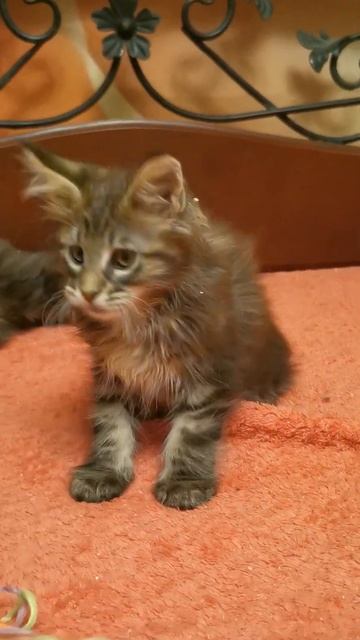 мальчик дикого окраса смотреть онлайн