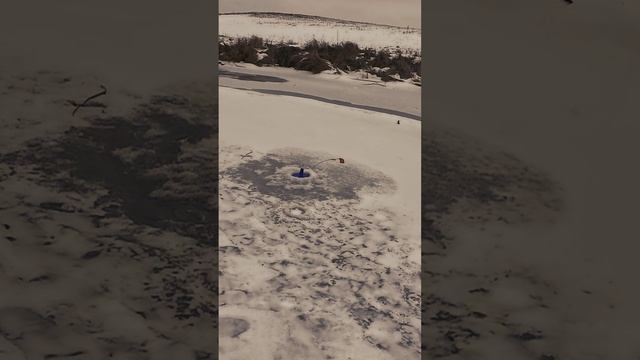 В глухозимье щука брала мертвого живца смотреть онлайн