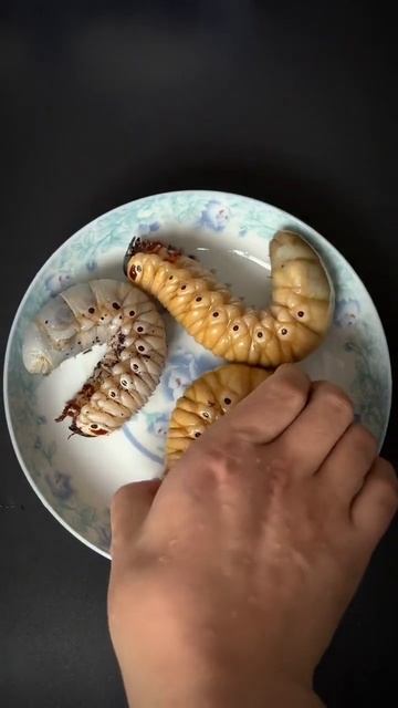 Bug keeper's day is over good night everyone beetle keeper amazing animals смотреть онлайн