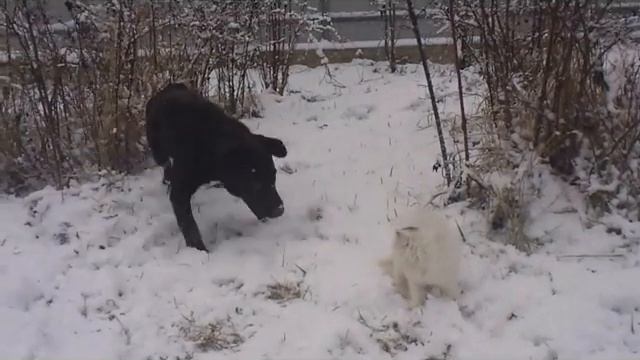 Labrador смотреть онлайн