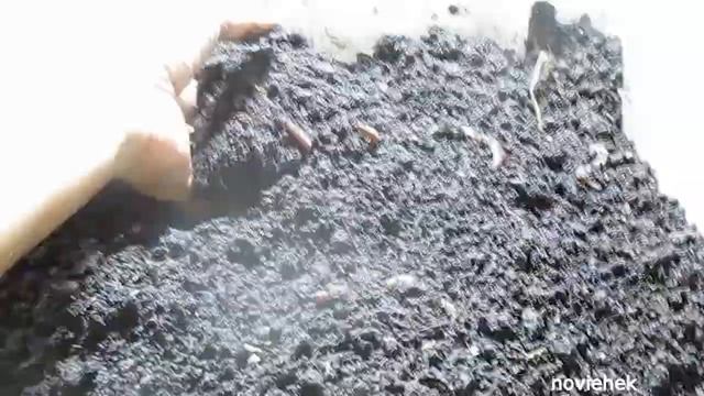 Разведение Дендробены из коконов. Прошло 13 недель . смотреть онлайн