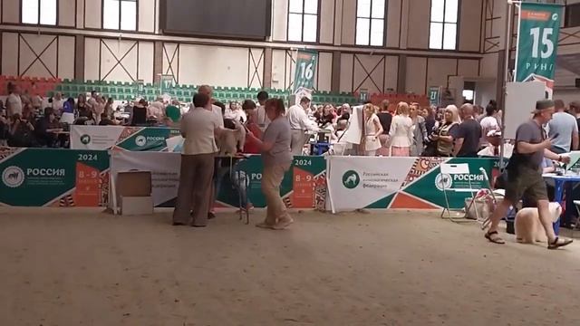 08.06.2024 "Россия. Кубок РКФ 2024". Эксперт - Татьяна Алекина (Санкт-Петербург) смотреть онлайн