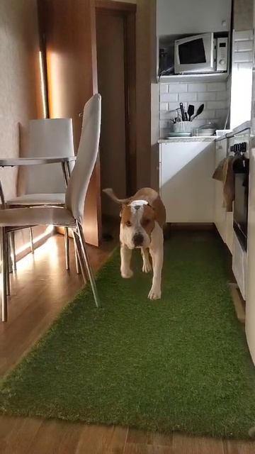 Вожак привет из дома