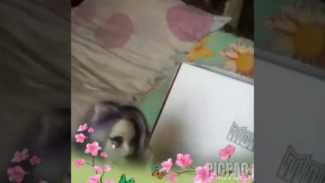 Едим за покупками . Влог Кэтрин . #picpac #timelapse #monsterhigh смотреть онлайн