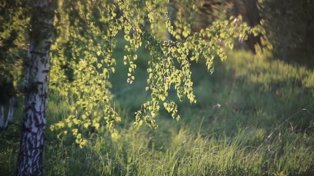 02 Школа Веры Урок 13 Основание твоей веры смотреть онлайн