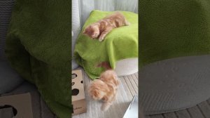 Мамины шилопопики