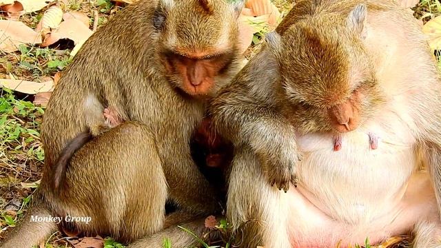 OMG! Very nasty monkey Kari tries to drag Polino during milk смотреть онлайн