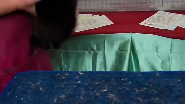 STANDARD REX RABBIT PART 2, IBG 2015 ARBA SHOW CIPANAS смотреть онлайн