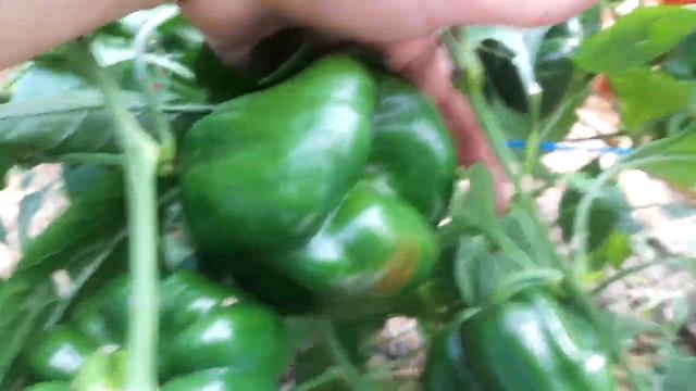 Огородный сезон 2024__28 Серия