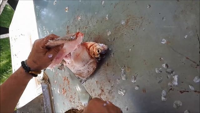 Балык из густеры смотреть онлайн
