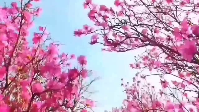 КАК ЖЕ ОНА ЕМУ ПРОТИВНА! ОЛЬГА УРАЛОЧКА LIVE. ОБЗОР. смотреть онлайн