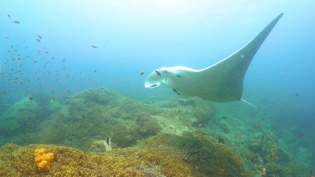 Giant Oceanic Manta Ray Encounter смотреть онлайн