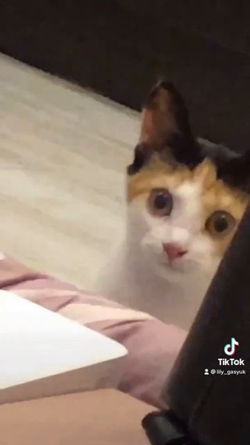 #shorts Котик Беляш смотреть онлайн
