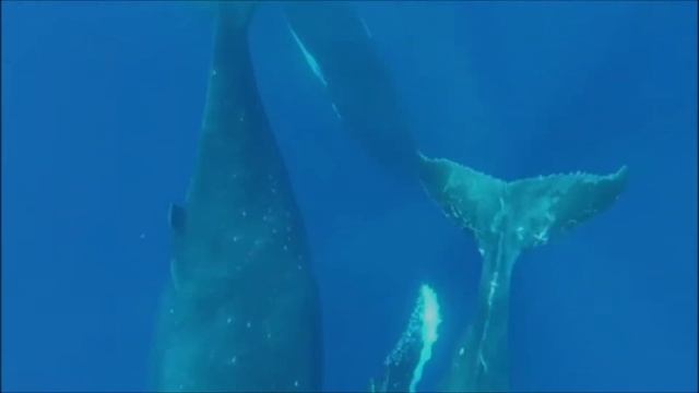 French Polynesia смотреть онлайн