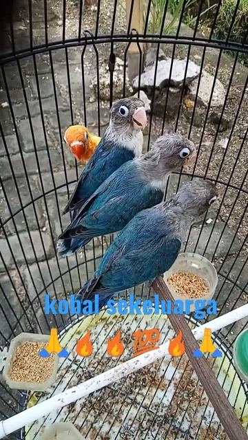rafi banget #lovebirds #kobal#mangsi#pecah seribu#videos#shorts смотреть онлайн