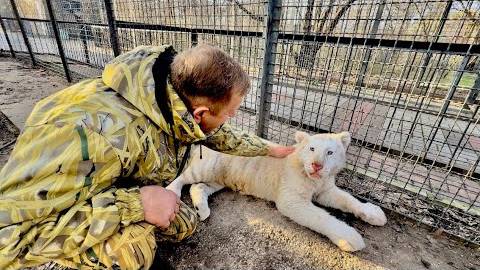 Белый тигрёнок ЛАСТИТСЯ к Олегу Зубкову,но тут де ШИПИТ на Дениса))) смотреть онлайн