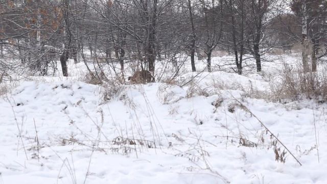Ред и Нола смотреть онлайн