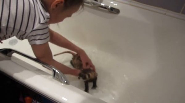 купание хорька