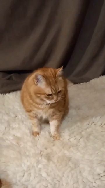 Кот Матроскин меня зовут#Shorts😀😘😉 смотреть онлайн