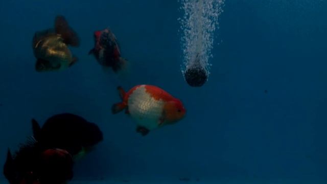 various types of goldfish in one tank смотреть онлайн