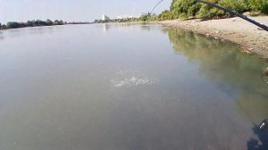 Рыбалка на Кубани! Ловим жереха в Краснодаре! Монтаж для Кубани на жереха и 5 поимок на камеру!