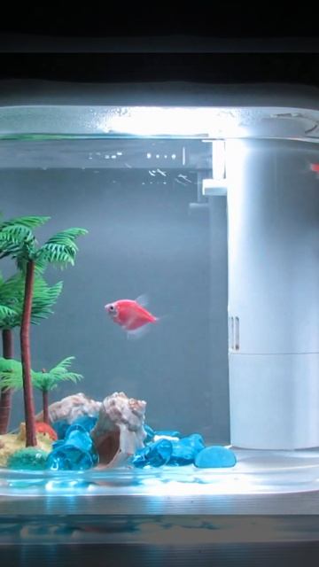 Xiaomi HF-JHYGQC001 Geometry Ecological Fish Tank #short смотреть онлайн