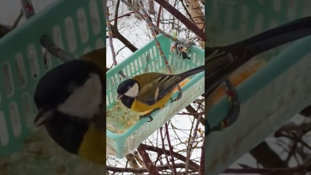 Синица наводит порядок в кормушке🐦 смотреть онлайн